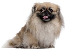 Схема вышивки «пекинес»