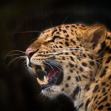 Схема вышивки «Кошечка»