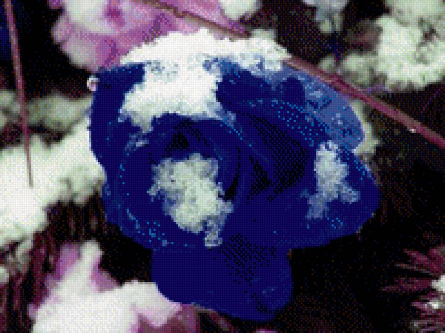 Розы на снегу - цветы, снег, розы, зима - предпросмотр