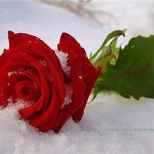 Схема вышивки «Розы на снегу»