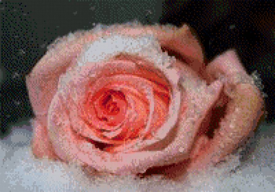 Розы на снегу - розы, снег, зима, цветы - предпросмотр