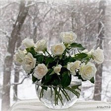 Розы на снегу