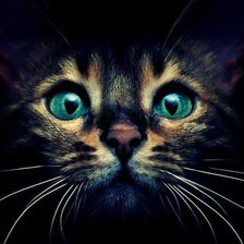 Схема вышивки «Киска»