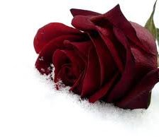 Схема вышивки «Розы на снегу»