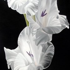 Схема вышивки «№528129»