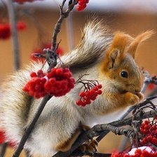 Схема вышивки «Белочка»