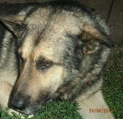 Схема вышивки «Пес»