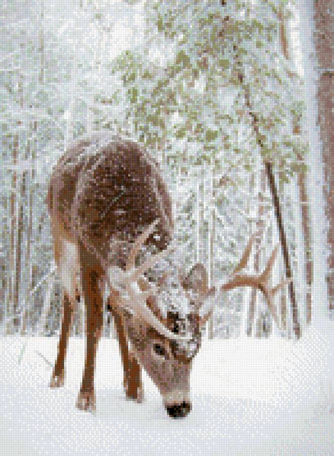 олень - время года - предпросмотр