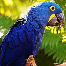 гиацинтовый ара