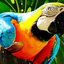 Схема вышивки «попугай»