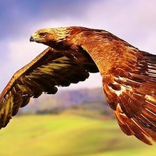 Схема вышивки «парящий орел»