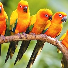 Схема вышивки «на ветке2»