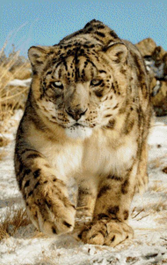 иду в гости - хищник, взгляд, снежный барс, природа - предпросмотр