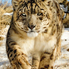 Схема вышивки «иду в гости»