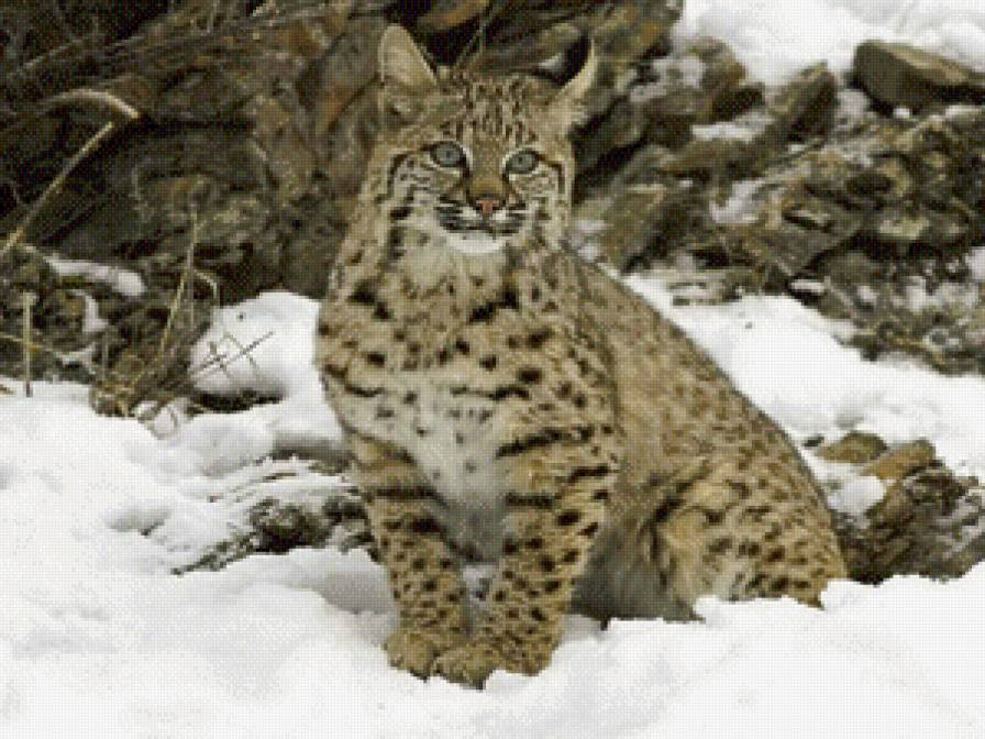 рысь - кошки, скалы, животные, зима, рысь - предпросмотр