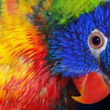 Схема вышивки «Попугай»