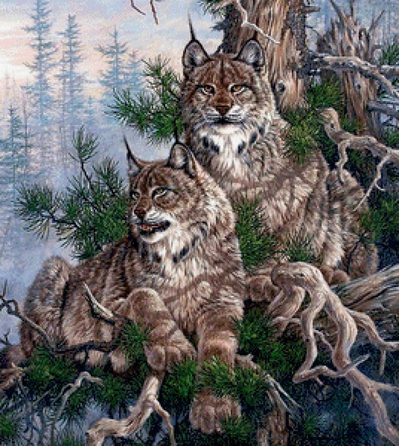 Хищная пара - рыси, животные, хищники - предпросмотр