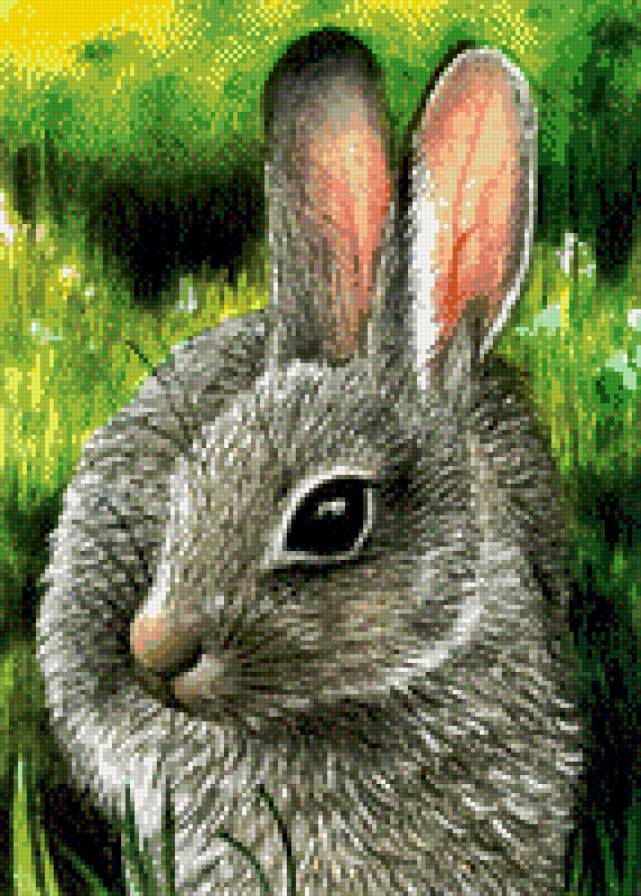 0177 - лето, красота, заяц, животные, картина, природа - предпросмотр