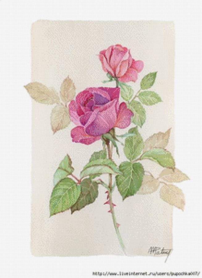 Роза - букет, цветы - предпросмотр