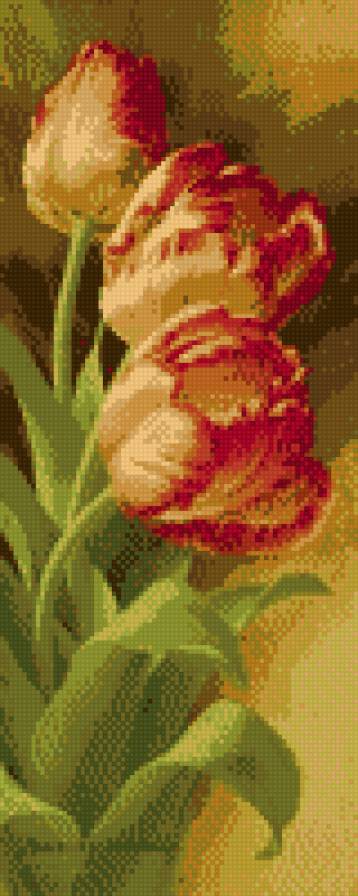 тюльпаны - красота, цветы, тюльпаны - предпросмотр