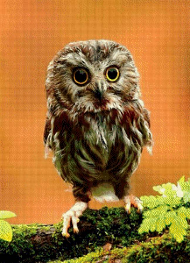 Совенок - сова, птица - предпросмотр