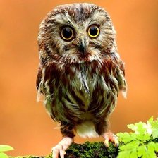 Схема вышивки «Совенок»