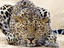 Схема вышивки «киса»