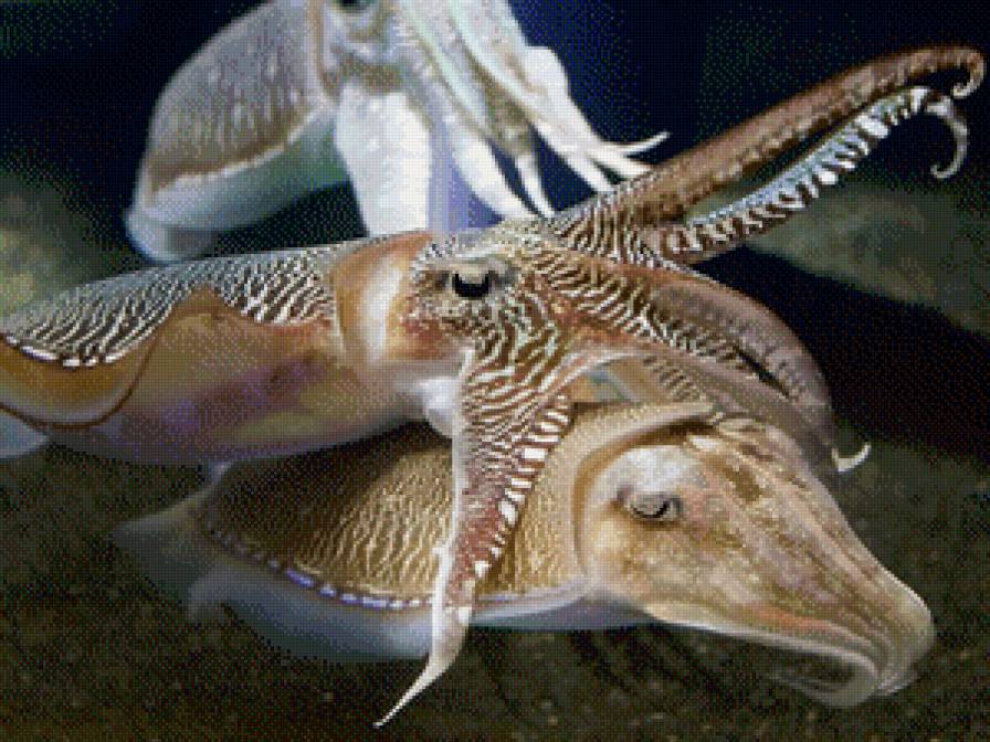 любовь - сер.рыбы - предпросмотр