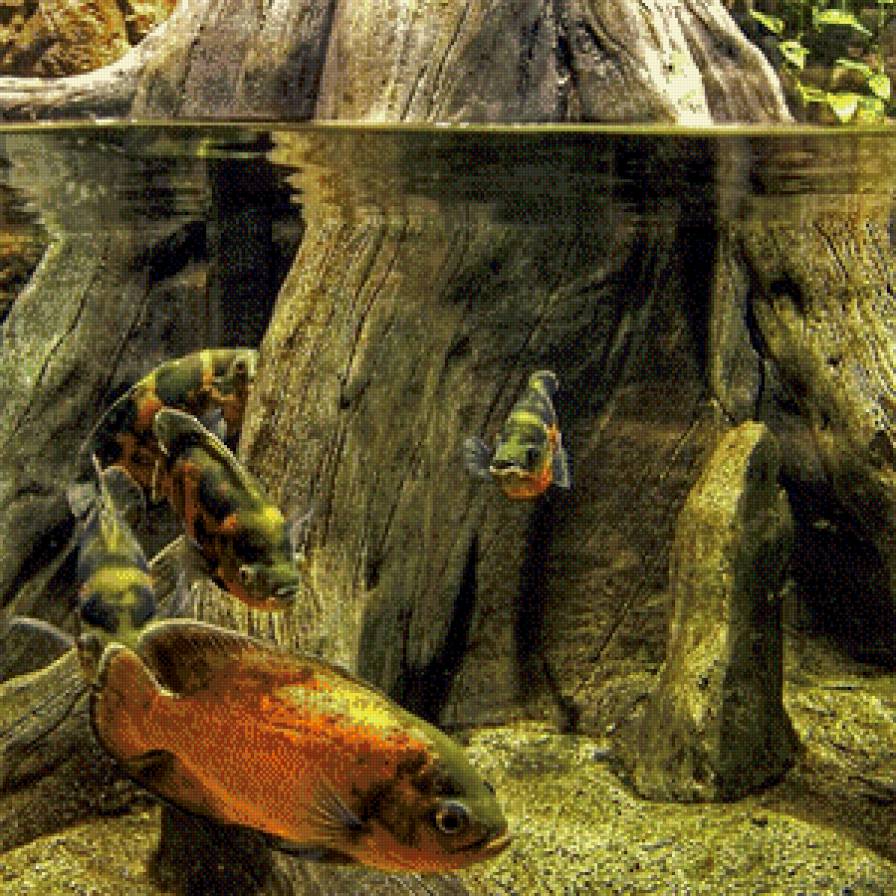 наш дом - сер.рыбы - предпросмотр