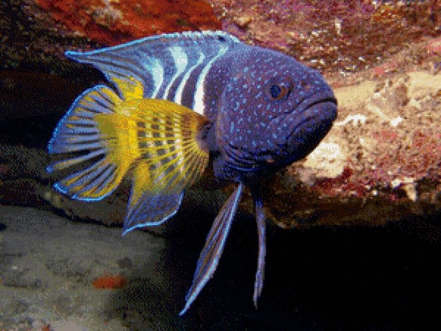 красотка - сер.рыбы - предпросмотр