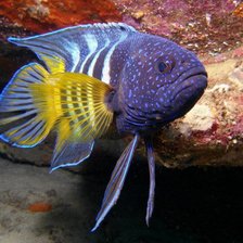 Схема вышивки «красотка»