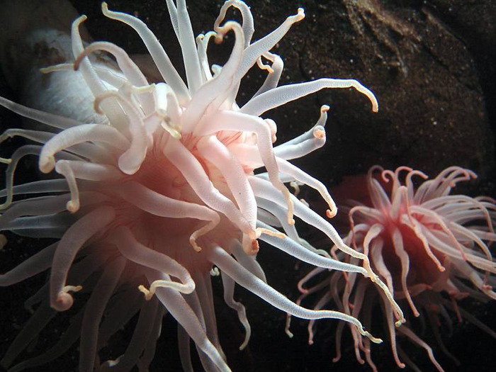 морские цветы - сер.рыбы - оригинал