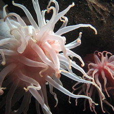 Схема вышивки «морские цветы»