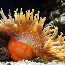 Схема вышивки «морской цветок»