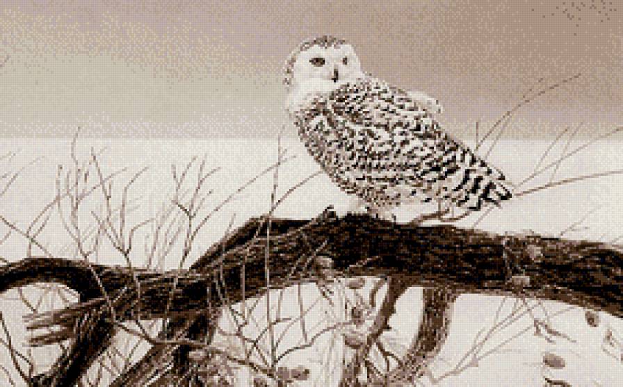 Зоркий взгляд - сова, птицы, зима, монохром - предпросмотр