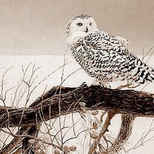 Схема вышивки «Зоркий взгляд»