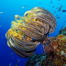 Схема вышивки «Цветы в океане»