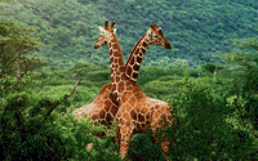 жирафы - предпросмотр