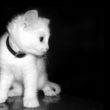 Схема вышивки «Белый котенок»