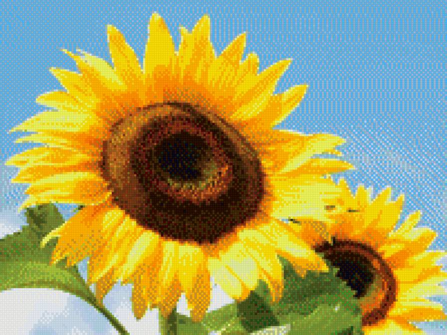 подсолнух - предпросмотр