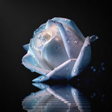 Схема вышивки «Нежность 1»