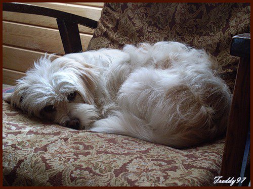 Клёпа - собаки - оригинал