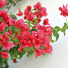 Схема вышивки «Цветы»