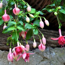 Схема вышивки «Фуксия»