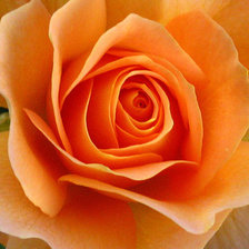 Схема вышивки «Роза»