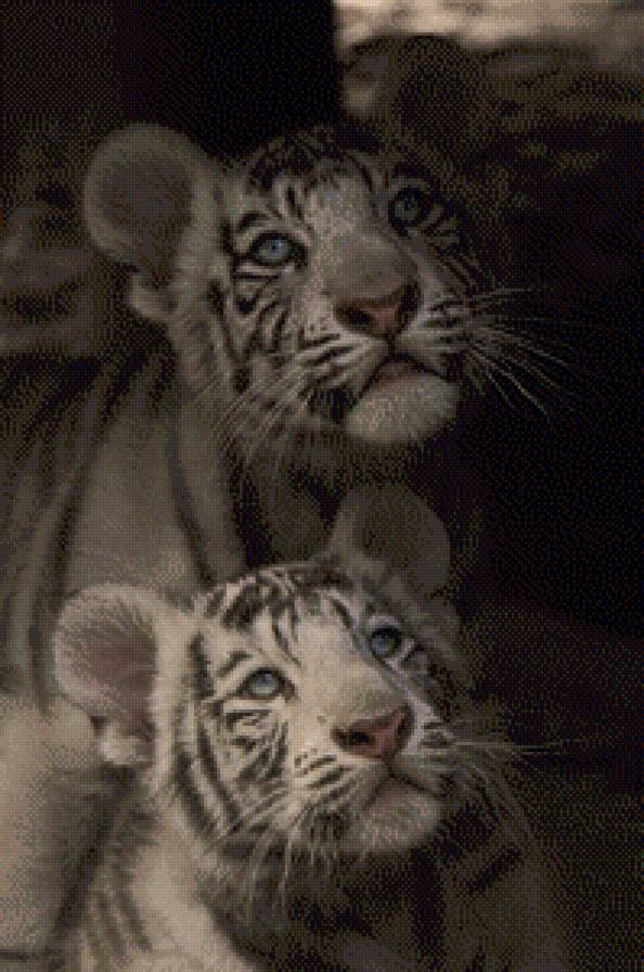 Тигрята - хищники, дикие кошки - предпросмотр