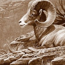 Схема вышивки «Архар на отдыхе»