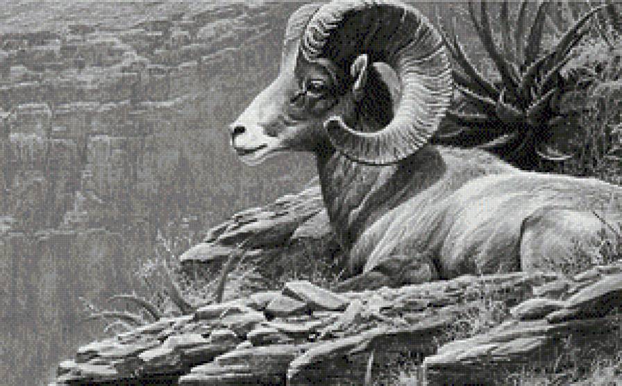 Архар на отдыхе - монохром, архар, животные, живопись - предпросмотр