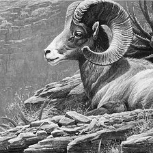 Схема вышивки «Архар на отдыхе»