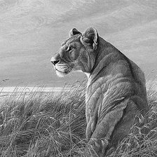 Схема вышивки «Львица на охоте»